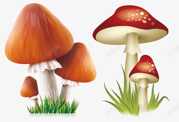 手绘蘑菇香菇png免抠素材_新图网 https://ixintu.com PNG免费图片 可爱香菇 手绘 蘑菇 香菇