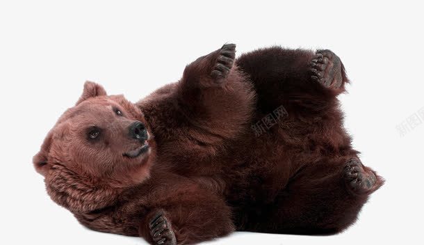 憨态可掬的黑熊png免抠素材_新图网 https://ixintu.com 保护动物 动物园黑熊 可爱的棕熊 棕熊 野生动物 野生动物棕熊