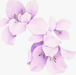 淡紫色小花素材