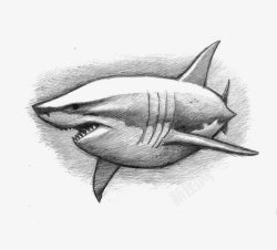 鲨鱼黑白手绘鲨鱼高清图片