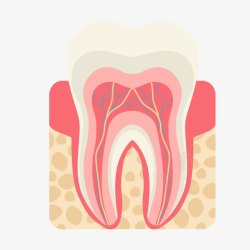 医学牙齿解剖图素材