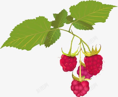 手绘树莓png免抠素材_新图网 https://ixintu.com 果实 树莓 水果 浆果
