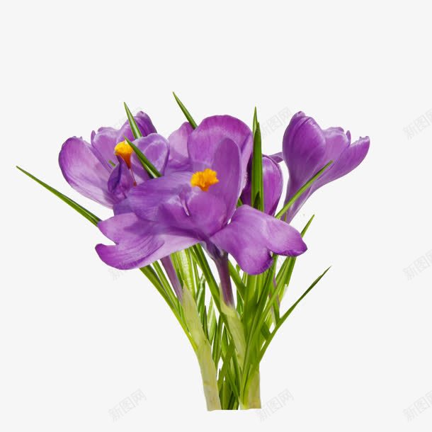 一束紫色花朵装饰png免抠素材_新图网 https://ixintu.com 一束 图片 紫色 花朵 装饰