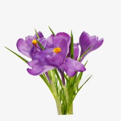 一束紫色花朵装饰素材