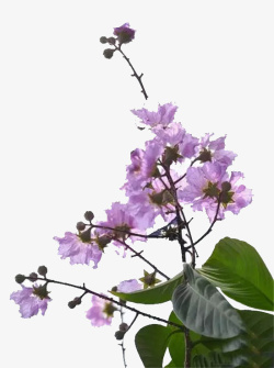 紫色紫薇花素材