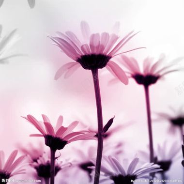 粉紫色梦幻花朵花瓣背景