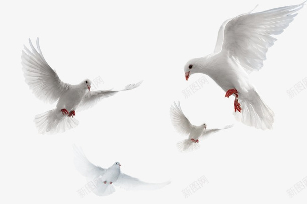 鸽子飞舞png免抠素材_新图网 https://ixintu.com 卡通 四只鸽子 手绘 水彩画 白色 装饰图案 鸽子飞舞