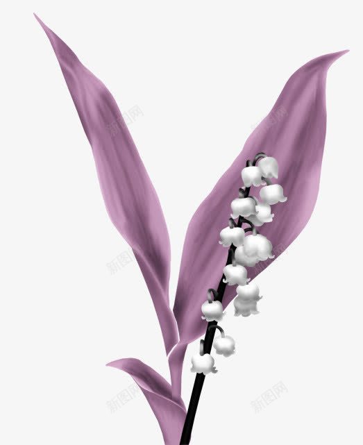 紫色叶子和花png免抠素材_新图网 https://ixintu.com 叶子 白色的花 紫色叶子 花朵
