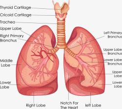 注解肺部解剖图高清图片