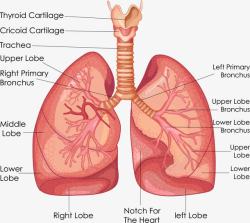 肺部解剖图素材