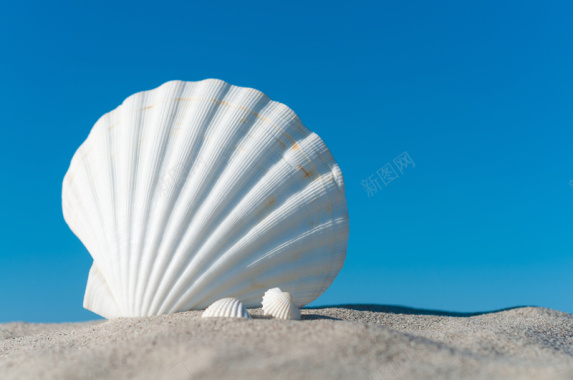 ppt电子相册沙子上的白色贝壳摄影图片