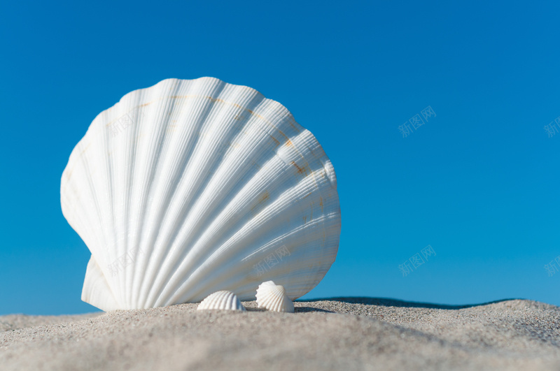 沙子上的白色贝壳jpg_新图网 https://ixintu.com PPT 小清新 摄影 沙子 清爽 白色 贝壳 风景