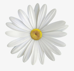 白色小菊花一朵素材