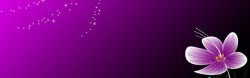 粉红海星花朵梦幻星星粉紫色高清图片