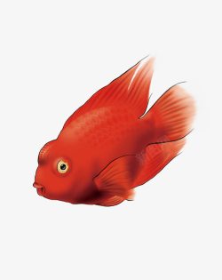 血鹦鹉鱼图片PNG鹦鹉鱼高清图片