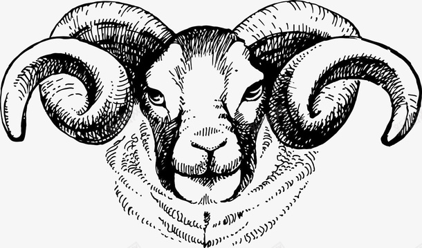 手绘的山羊png免抠素材_新图网 https://ixintu.com 动物 山羊 手绘山羊 水墨山羊 素描羊头 绵羊 羊头