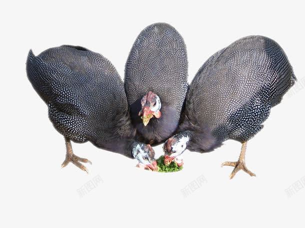 三只珍珠鸡png免抠素材_新图网 https://ixintu.com 家禽 珍珠鸡 野味 饲养 鸡肉