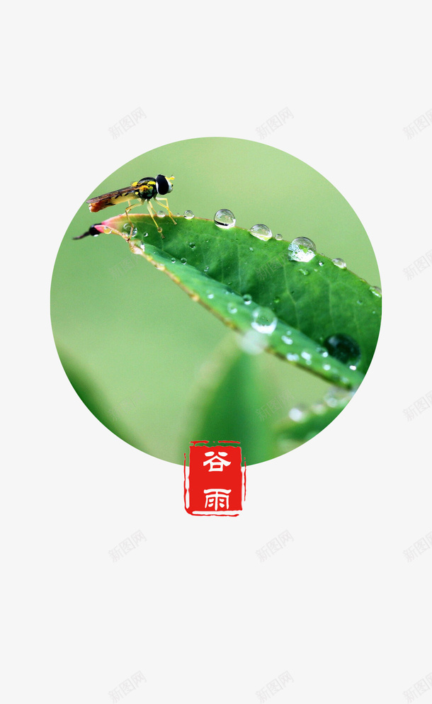 谷雨叶子上的水珠png免抠素材_新图网 https://ixintu.com 春天 绿叶 自然 谷雨