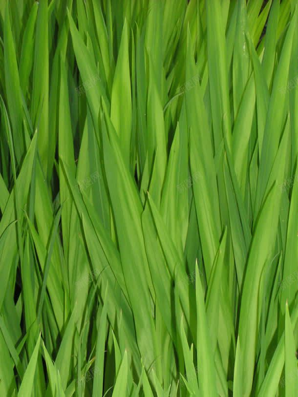 绿色大叶子植物壁纸jpg设计背景_新图网 https://ixintu.com 叶子 壁纸 植物 绿色