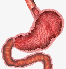 促进肠道消化人体胃部肠道高清图片