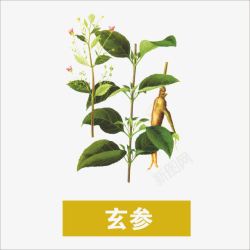 药材玄参草药高清图片