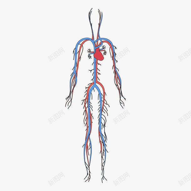 人体血循环系统png免抠素材_新图网 https://ixintu.com 人体 人体血液系统 循环系统 矢量血管系统 血管
