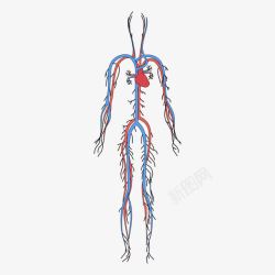 人体五大循环系统人体血循环系统高清图片
