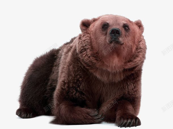 野生动物棕熊png免抠素材_新图网 https://ixintu.com 保护动物 动物园黑熊 可爱的棕熊 憨态可掬的黑熊 棕熊 野生动物