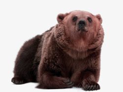动物园黑熊野生动物棕熊高清图片