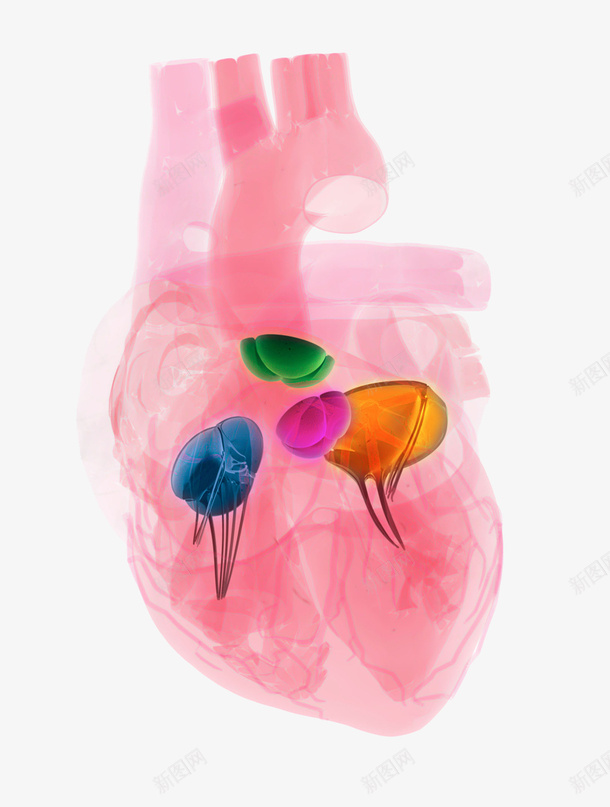 心脏彩色医学插画png免抠素材_新图网 https://ixintu.com 健康 内脏器官 内脏图 医疗 心脏 心脏图案 心脏彩色医学插画 身体部位