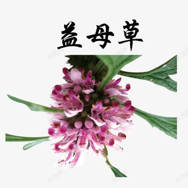 植物药材png免抠素材_新图网 https://ixintu.com 中国风 中国风草药 益母草 草药 药材