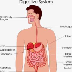 泌尿系统解剖图消化系统解剖图高清图片