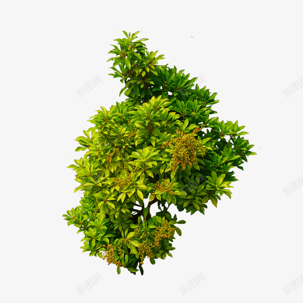 黄绿色矮木png免抠素材_新图网 https://ixintu.com 叶子 景观 植物PNG素材 生机 绿色