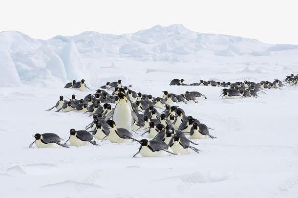 美丽南极雪png免抠素材_新图网 https://ixintu.com 南极 南极雪 旅游景区 美丽南极雪 著名景点