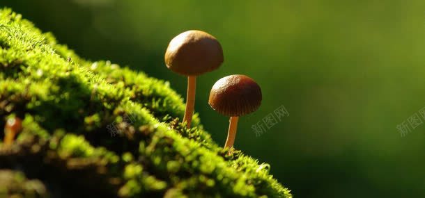 草地蘑菇背景jpg设计背景_新图网 https://ixintu.com 植物 背景 草地 蘑菇