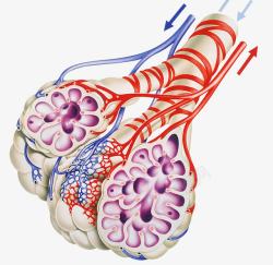 肺部静脉动脉图标图标