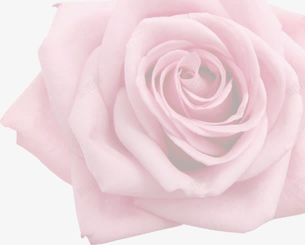 粉色玫瑰女鞋海报装饰png免抠素材_新图网 https://ixintu.com 海报 玫瑰 粉色 装饰
