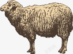 素描绵羊绵羊手绘素描高清图片