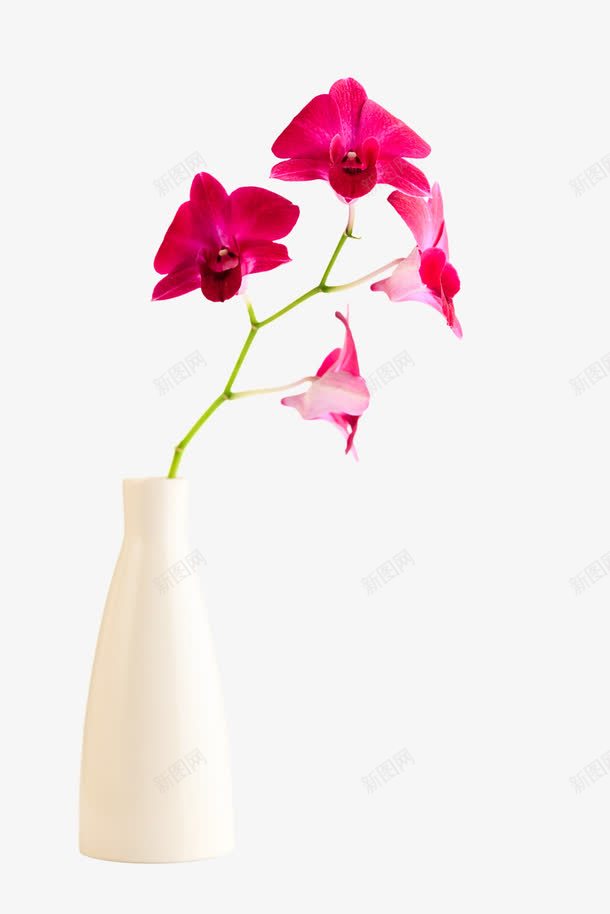 红色花朵插花png免抠素材_新图网 https://ixintu.com 插花 白色瓶子 红色 艺术插花 花朵