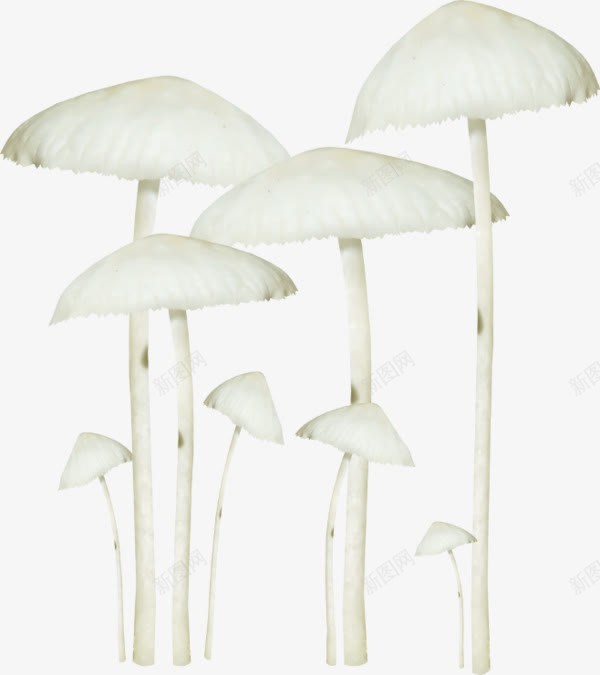 卡通白色蘑菇金针菇png免抠素材_新图网 https://ixintu.com 卡通手绘 白色香菇 蘑菇 金针菇