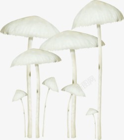 卡通白色蘑菇金针菇素材