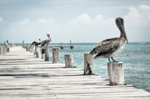 长长栈桥木桩海边伫立的鸟儿背景