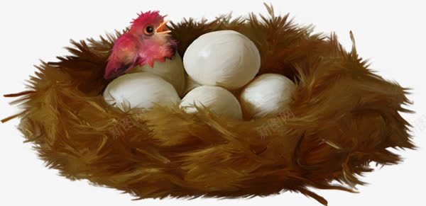 刚出生小鸡鸡蛋鸡窝png免抠素材_新图网 https://ixintu.com 生老病死 鸟的庇护所 鸟窝 鸡窝 鸡蛋