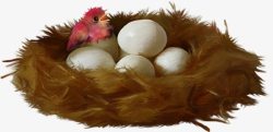 刚出生的刚出生小鸡鸡蛋鸡窝高清图片