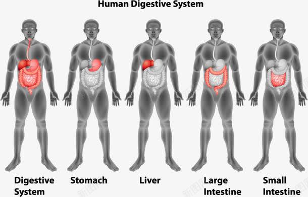 人体消化系统创意png免抠素材_新图网 https://ixintu.com 人体 分析图 器官 消化系统 消化道 解剖图
