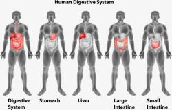 人体解剖图人体消化系统创意高清图片