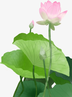 ŷɻֻ廭