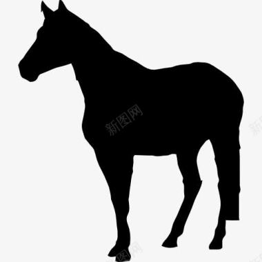 马站在黑色的剪影图标图标