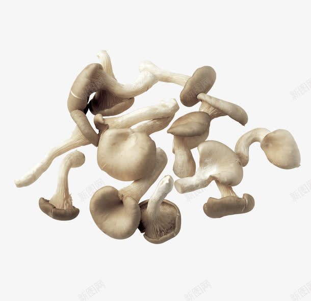 一片散开的蘑菇png免抠素材_新图网 https://ixintu.com 新鲜 美味 菌菇 营养 食物PNG