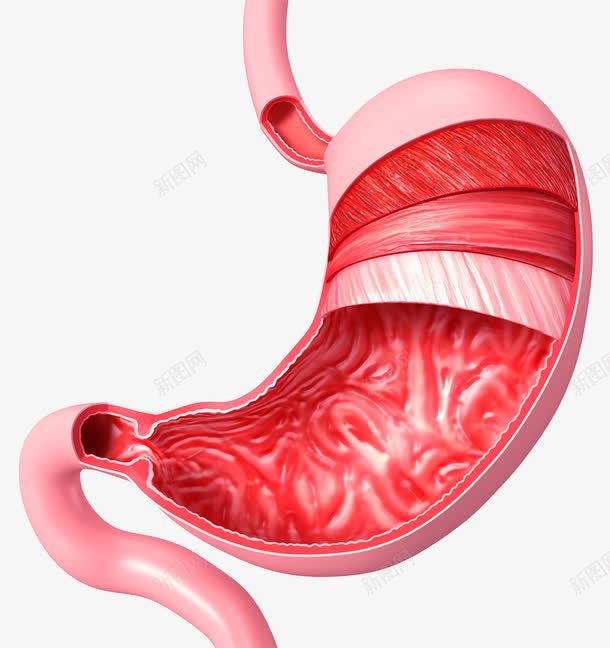 人体消化系统png免抠素材_新图网 https://ixintu.com 小肠 消化系统 消化道 胃壁 胃肠